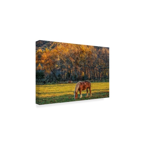 Galloimages Online 'Cades Cove Horses At Sunset' Canvas Art,12x19